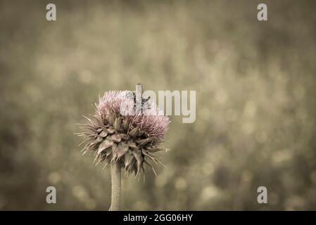 Ape su un fiore selvatico, nella campagna di Pampas, provincia la Pampa, Patagonia, Argentina. Foto Stock