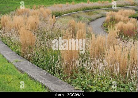 BOTTROP, GERMANIA - 21 AGOSTO 2021: Piantare in stile perenne prato progettato da Piet Oudolf nel Parco pubblico di Berna Foto Stock