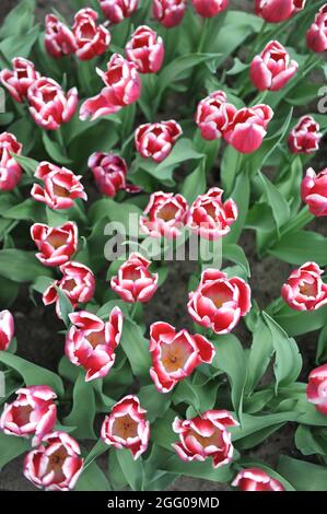 Rosso con un margino bianco singolo tulipano precoce (Tulipa) Genua fiorisce in un giardino nel mese di aprile Foto Stock