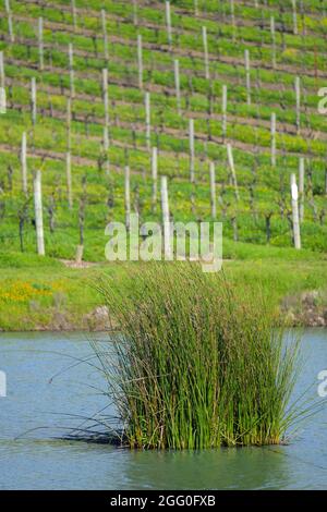 L'elegante azienda vinicola Cuvaison Estate a Carneros Valley, Napa CA Foto Stock