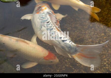 Pesci nuotare in acque poco profonde. Pesci in un serbatoio artificiale. Un laghetto decorativo che decora il parco. Pesce bianco-arancio grande. Foto Stock