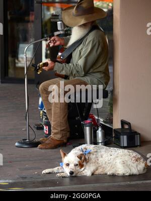 Il cane di un artista di strada si trova sul marciapiede accanto al musicista che suona e canta dai consigli nel centro di Santa Fe, New Mexico. Foto Stock