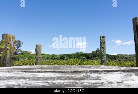 Rustico jetty in legno con lichen su pali in idilliaco stagno tra mangrovie. Foto Stock