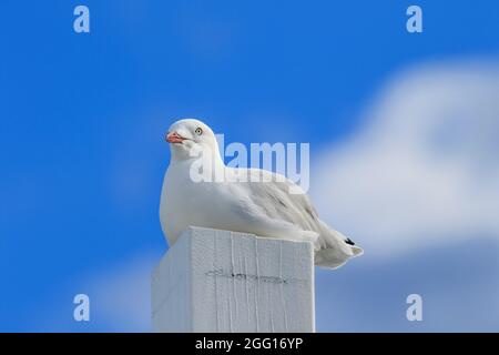 Gabbiano d'argento (Chromicocephalus novaehollandiae) arroccato sul palo Woody Pount a Redcliffe, Queensland, Australia Foto Stock