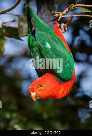 Re Parrot (Alisterus scapularis) maschio appeso capovolto dal ramo Green Mountains sezione del Lamington National Park, Queensland, Australia Foto Stock