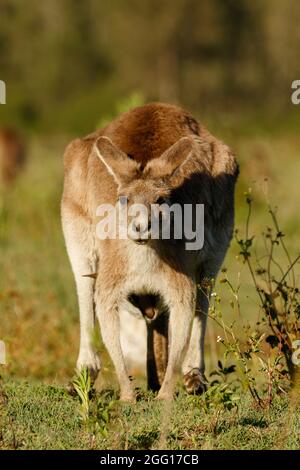 Eastern Grey Kangaroo (Macropus giganteus) femmina con joey Tinchi Tamba Wetlands, Queensland, Australia Foto Stock