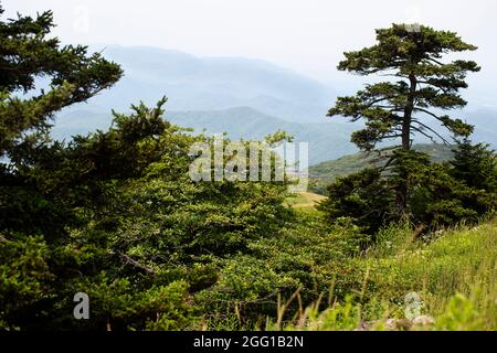 Vista dal monte Whitetop nelle Appalachian Mountains in Virginia Foto Stock