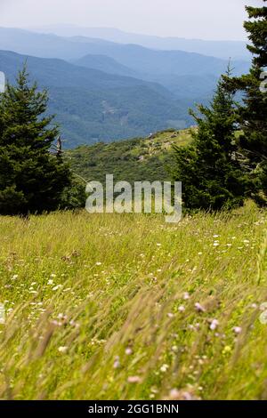 Vista dal monte Whitetop nelle Appalachian Mountains in Virginia Foto Stock