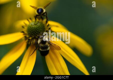 Primo piano di ape su margherita giallo selvatico in Virginia Foto Stock