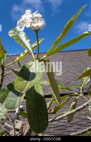 Fiore in fiore come visto su Oahu Island, Hawaii. Foto Stock