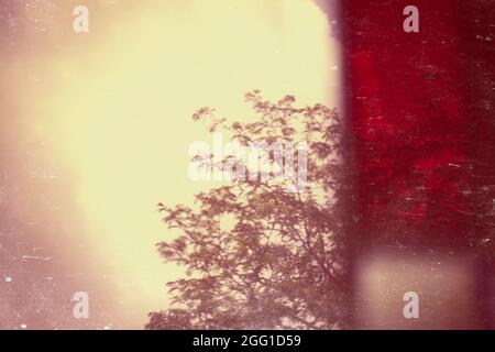 Cielo e alberi attraverso una vetrata Foto Stock