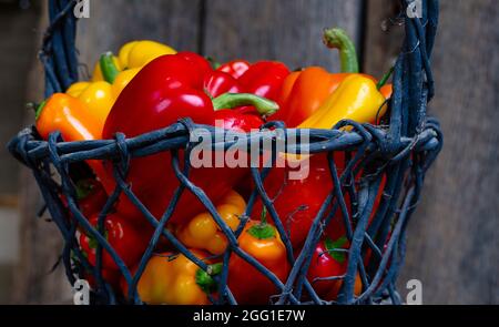 Peperoni rossi, gialli e arancioni maturi in un cestino Foto Stock