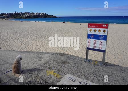 Cane legato che contempla un consiglio di attività ricreative sulla spiaggia di Bondi Foto Stock