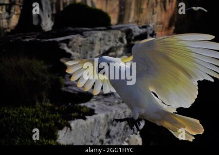 Cockatoo in volo contro le scogliere costiere Foto Stock