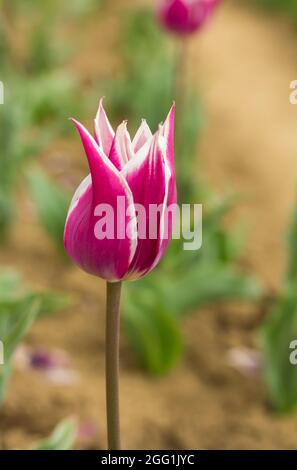 Primo piano dell'unica cultivar di tulipani bianchi fucsia Claudia. Campo di tulipani fioriti all'aperto. Fiori tulipani luminosi da tutti i lati. Fiori per Foto Stock