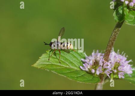 conops a fascia gialla (CONOPS quadrifasciatus), famiglia Conopidae su una foglia di una menta d'acqua sbiadita e fiorita (Mentha aquatica), famiglia di menta Lamiaceae. Foto Stock