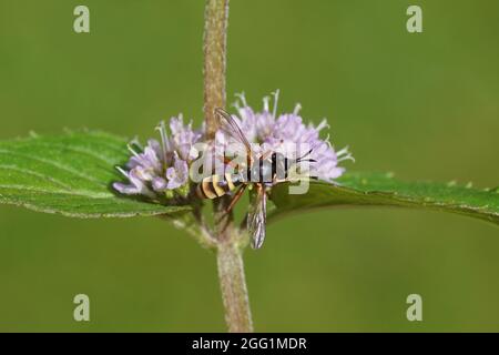 conops a fascia gialla (CONOPS quadrifasciatus), famiglia Conopidae su una foglia di una menta d'acqua sbiadita e fiorita (Mentha aquatica), famiglia di menta Lamiaceae. Foto Stock