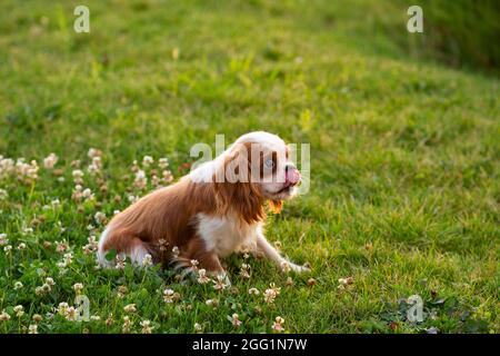 Carino cavalier re charles spaniel mostra la lingua mentre si cammina nel parco sul prato. Ritratto estate all'aperto Foto Stock