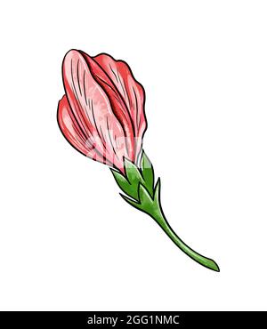 Illustrazione di un disegno colorato di bocciolo di fiori rosa non aperto su sfondo bianco isolato. Illustrazione di alta qualità Foto Stock