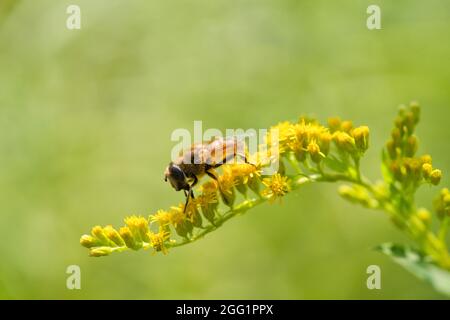 Il primo piano di fronte al drone comune volare, Eristalis tenax, poggiato su un piccolo fiore giallo Foto Stock