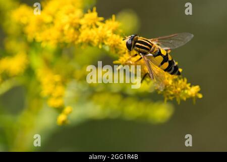 Hoverfly europea (Helophilus trivittatus) su un fiore Foto Stock