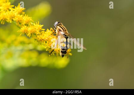 Hoverfly europea (Helophilus trivittatus) su un fiore Foto Stock