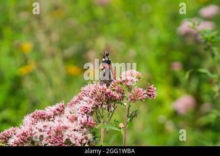 Un Ammiraglio Rosso Butterfly - Vanessa atalanta seduta su un cannabinum Eupatorium o canapa-agrimonia Foto Stock