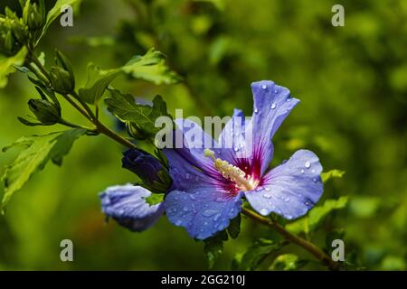 fiore blu di ibisco con gocce d'acqua dopo la pioggia Foto Stock