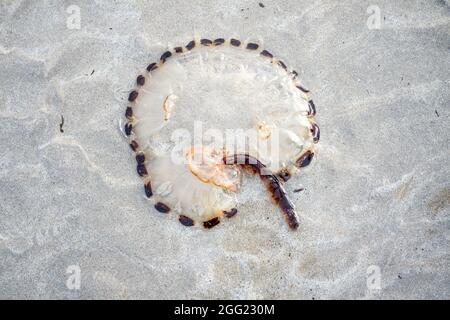 Bussola Jellyfish Chrysaora hyoscella, costa occidentale di Donegal, Irlanda Foto Stock