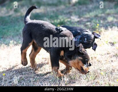 puppies staffordshire bull terrier e rottweiler giocare in un giardino Foto Stock