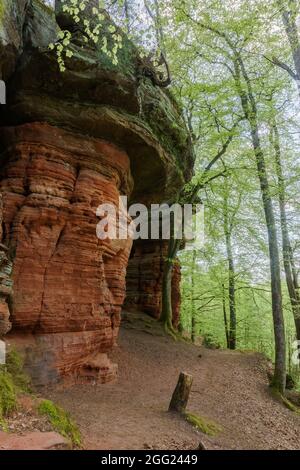 Rockformation di Altschlossfelsen di arenaria rossa nella foresta vicino a Eppenbrunn, Germania Foto Stock