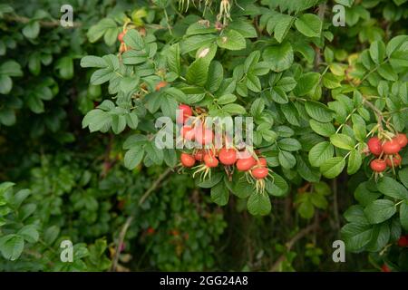 Rosso brillante Estate Rosehip frutta su un RAMANAS o arbusto di rosa giapponese (Rosa rugosa 'Rubra') che cresce in un Country Cottage Garden in Rural Devon, Inghilterra Foto Stock