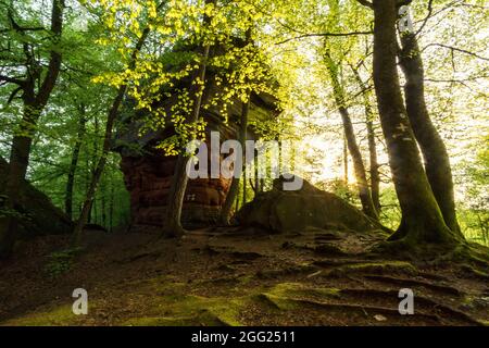 Rockformation di Altschlossfelsen di arenaria rossa nella foresta al tramonto vicino Eppenbrunn, Germania Foto Stock