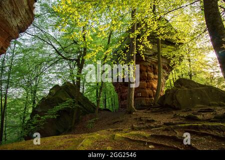 Rockformation di Altschlossfelsen di arenaria rossa nella foresta al tramonto vicino Eppenbrunn, Germania Foto Stock