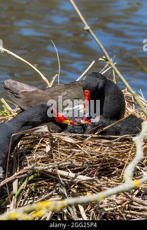 Gallinule Moorhens comune e i loro pulcini su un nido in un lago. Foto Stock