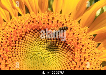 Ape siede su un girasole al sole Foto Stock