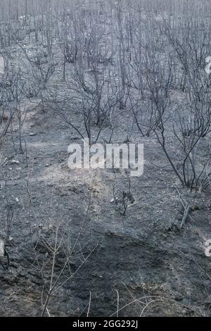 Le Luc en Provence, Francia. 25 ago 2020. Pini e querce del parco naturale di Maures visto bruciato durante il periodo successivo. L'incendio che iniziò il 17 agosto 2021 nella Plaine des Maures (Var) bruciò più di 7,100 ettari di foresta. Due persone sono state trovate morte. Il danno alle attività economiche è ancora in fase di valutazione. (Foto di Laurent Coust/SOPA Images/Sipa USA) Credit: Sipa USA/Alamy Live News Foto Stock