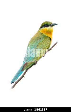 Giovane Bee-eater con coda blu che si affaccia su un posatoio che guarda in una distanza isolata su sfondo bianco Foto Stock