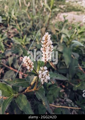 Closeup shot fiori vietnamiti coriandolo Foto Stock