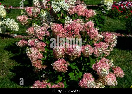 Bella fioritura hydrangea paniculata o cespuglio di limelight con fiori rosa e foglie verdi brillanti, in crescita in un giardino estivo Foto Stock