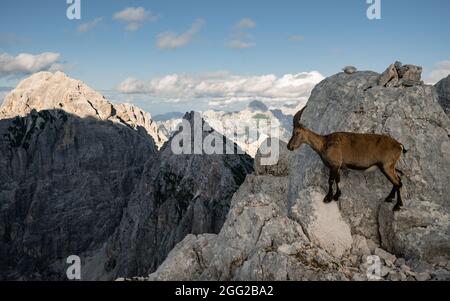 Camosci, rupicapra rupicapra tatranica, sulla collina rocciosa, pietra sullo sfondo, Alpi Giulie, Italia. Scena faunistica con animale a corno Foto Stock