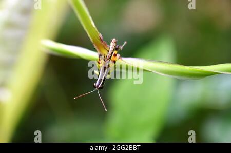 macro dettagli di una tramoggia per erba Foto Stock