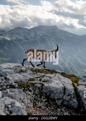 Camosci, rupicapra rupicapra tatranica, sulla collina rocciosa, pietra sullo sfondo, Alpi Giulie, Italia. Scena faunistica con animale a corno Foto Stock