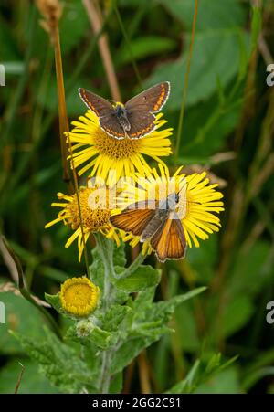 Due farfalle che si nutrono di fiori di ragwort comuni, una buona fonte di nettare di insetti, Regno Unito, durante l'estate. argus marrone e farfalla skipper piccolo Foto Stock