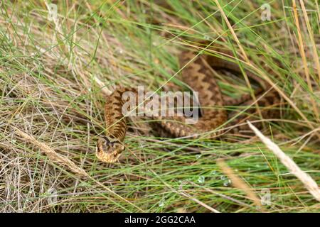 Sommatore femminile aggressivo (Vipera berus) in erba bagnata lunga, Inghilterra, Regno Unito Foto Stock