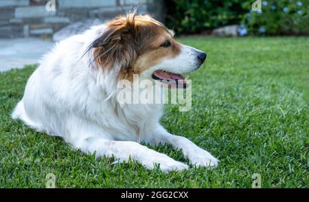 Cane pastore greco di colore bianco con testa marrone che posa su erba, femmina carino domestico animale domestico che riposa in giardino Foto Stock