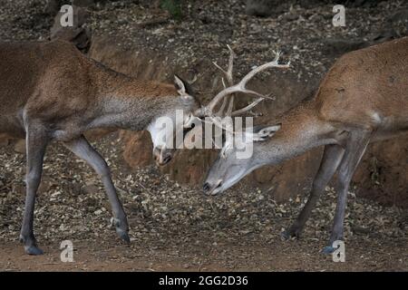Lotta di cervi giovani (cervus elephus) misurando la loro forza in tempo di asservimento a Ojen, Marbella. Andalucia, Spagna Foto Stock
