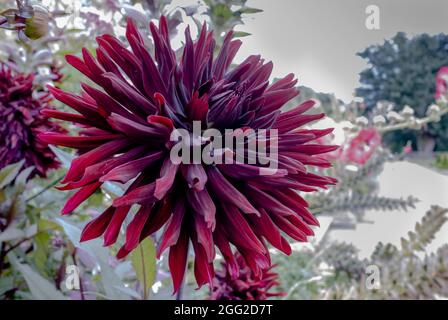 Grande testa di viola scuro Dahlia Black Jack close-up. Foto Stock