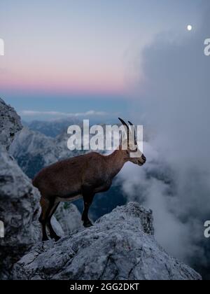 Camosci, Rupicapra rupicapra, sul monte roccioso Jof di Montasio in Alpi Giulie, Friuli, Italia. La fauna selvatica scena in natura. Animale Foto Stock