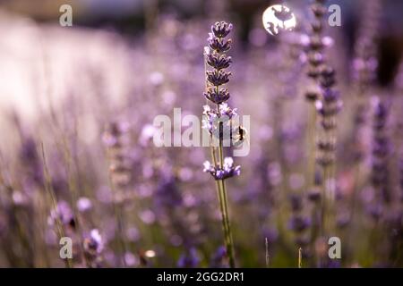 Veri fiori di lavanda con insetti ravvicinato sfondo natura Foto Stock